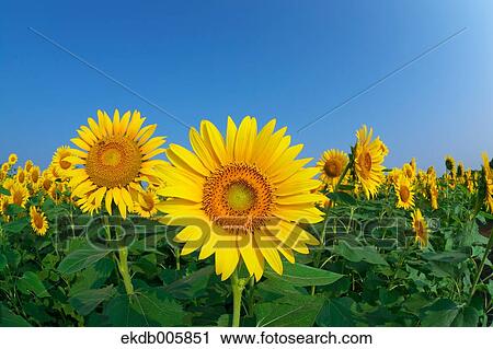 Sunflower Field View Large Photo Image Stock Image - Sunflower Field. Fotosearch