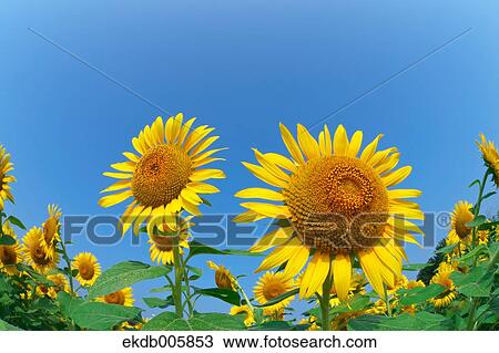 Sunflower Field View Large Photo Image Stock Image - Sunflower Field. Fotosearch