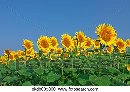 Sunflower Field View Large Photo Image Stock Image - Sunflower Field. Fotosearch