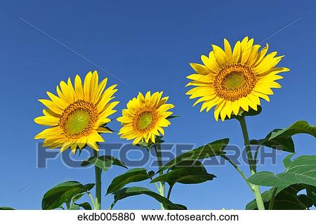 Sunflower Field View Large Photo Image Stock Image - Sunflower Field. Fotosearch