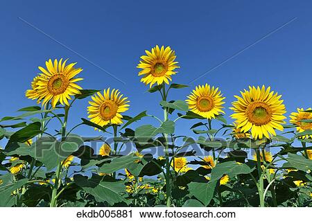 Stock Image - Sunflower Field. Fotosearch