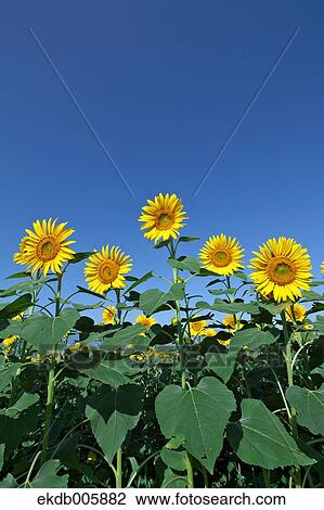 Sunflower Field View Large Photo Image Stock Image - Sunflower Field. Fotosearch