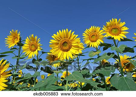 Stock Image - Sunflower Field. Fotosearch