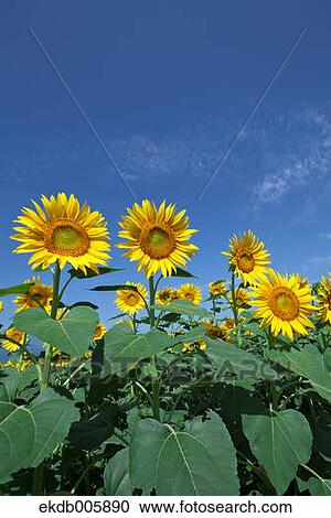 Stock Image - Sunflower Field. Fotosearch