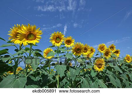 Stock Image - Sunflower Field. Fotosearch