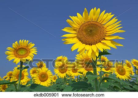 Sunflower Field View Large Photo Image Stock Image - Sunflower Field. Fotosearch