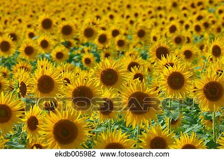 Sunflower field View Large Photo Image Stock Image - Sunflower field. Fotosearch