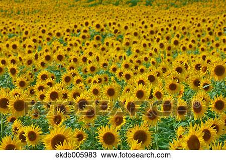 Stock Image - Sunflower field. Fotosearch