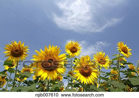 Sunflower field View Large Photo Image Stock Image - Sunflower field. Fotosearch