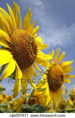 Sunflower field View Large Photo Image Stock Image - Sunflower field. Fotosearch