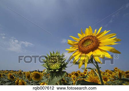 Sunflower field View Large Photo Image Stock Image - Sunflower field. Fotosearch