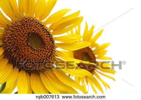 Sunflower field View Large Photo Image Stock Image - Sunflower field. Fotosearch