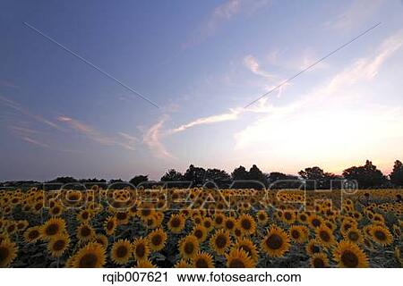 Sunflower field View Large Photo Image Stock Image - Sunflower field. Fotosearch