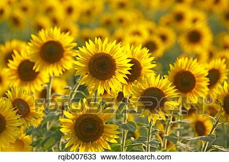 Sunflower field View Large Photo Image Stock Image - Sunflower field. Fotosearch