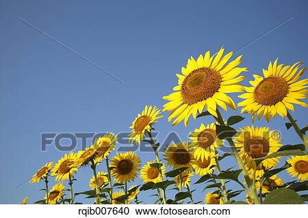 Sunflower field View Large Photo Image Stock Image - Sunflower field. Fotosearch