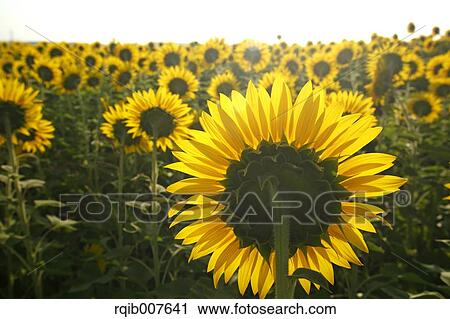 Sunflower field View Large Photo Image Stock Image - Sunflower field. Fotosearch
