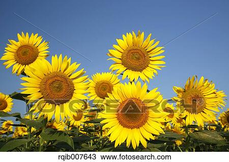 Stock Image - Sunflower field. Fotosearch
