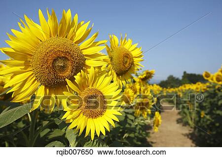 Sunflower field View Large Photo Image Stock Image - Sunflower field. Fotosearch