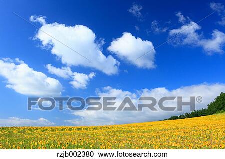 Stock Image - Sunflower Field. Fotosearch