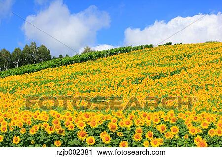 Sunflower Field View Large Photo Image Stock Image - Sunflower Field. Fotosearch