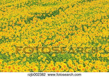 Sunflower Field View Large Photo Image Stock Image - Sunflower Field. Fotosearch