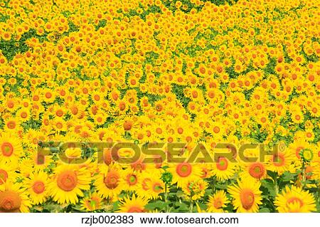 Sunflower Field View Large Photo Image Stock Image - Sunflower Field. Fotosearch