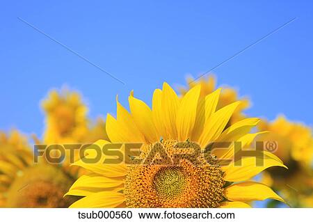 Sunflower field View Large Photo Image Stock Image - Sunflower field. Fotosearch