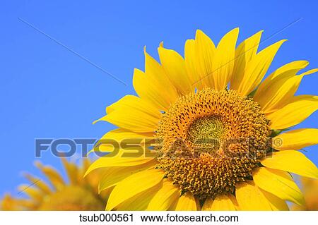 Sunflower field View Large Photo Image Stock Image - Sunflower field. Fotosearch