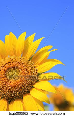 Sunflower field View Large Photo Image Stock Image - Sunflower field. Fotosearch