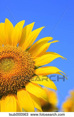 Sunflower field View Large Photo Image Stock Image - Sunflower field. Fotosearch