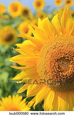 Sunflower field View Large Photo Image Stock Image - Sunflower field. Fotosearch