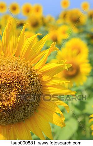 Sunflower field View Large Photo Image Stock Image - Sunflower field. Fotosearch