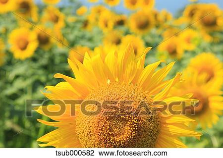 Stock Image - Sunflower field. Fotosearch