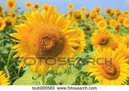 Sunflower field View Large Photo Image Stock Image - Sunflower field. Fotosearch