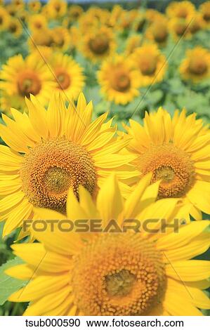 Sunflower field View Large Photo Image Stock Image - Sunflower field. Fotosearch
