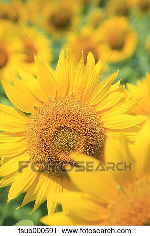 Sunflower field View Large Photo Image Stock Image - Sunflower field. Fotosearch