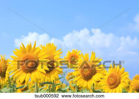 Sunflower field View Large Photo Image Stock Image - Sunflower field. Fotosearch