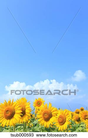 Sunflower field View Large Photo Image Stock Image - Sunflower field. Fotosearch