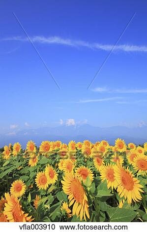 Sunflower Field View Large Photo Image Stock Image - Sunflower Field. Fotosearch
