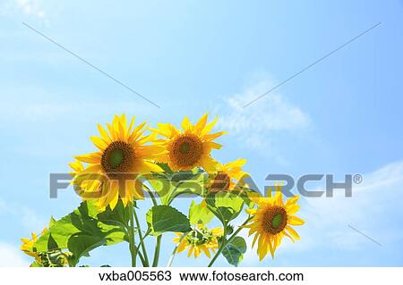 Sunflower Field View Large Photo Image Stock Image - Sunflower Field. Fotosearch