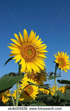 Sunflower Field View Large Photo Image Stock Photo - Sunflower Field. Fotosearch