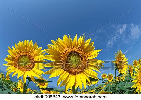 Sunflower Field View Large Photo Image Stock Photo - Sunflower Field. Fotosearch