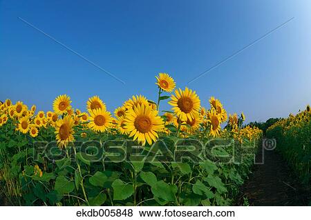Sunflower Field View Large Photo Image Stock Photo - Sunflower Field. Fotosearch