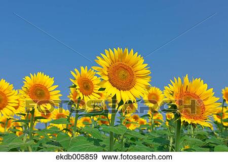 Sunflower Field View Large Photo Image Stock Photo - Sunflower Field. Fotosearch