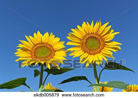 Sunflower Field View Large Photo Image Stock Photo - Sunflower Field. Fotosearch