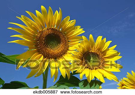 Stock Photo - Sunflower Field. Fotosearch