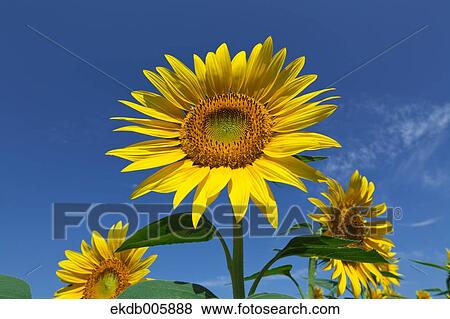 Sunflower Field View Large Photo Image Stock Photo - Sunflower Field. Fotosearch
