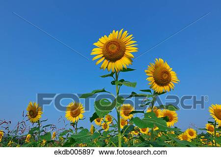 Sunflower Field View Large Photo Image Stock Photo - Sunflower Field. Fotosearch