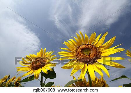 Sunflower field View Large Photo Image Stock Photo - Sunflower field. Fotosearch