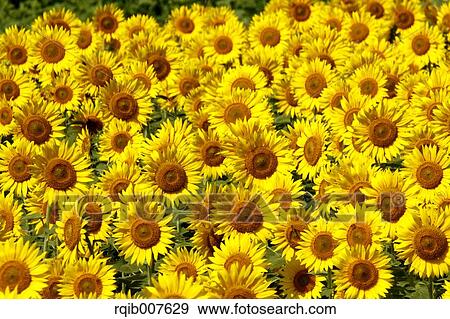 Stock Photo - Sunflower field. Fotosearch